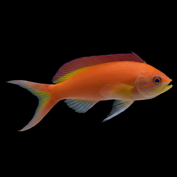 Ignitus Flame Anthias saltwater fish care guide