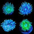 TSA Miscellaneous Duncan Coral
