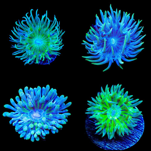 TSA Miscellaneous Duncan Coral