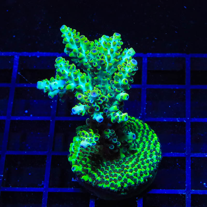Laura's Purple Polyp Colony Coral