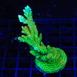 TSA Dan Aykroyd Colony Acropora Coral