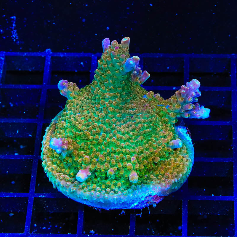 BC Bubblebath Unicorn Colony Coral