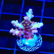 TSA Purple Rain Acropora Coral