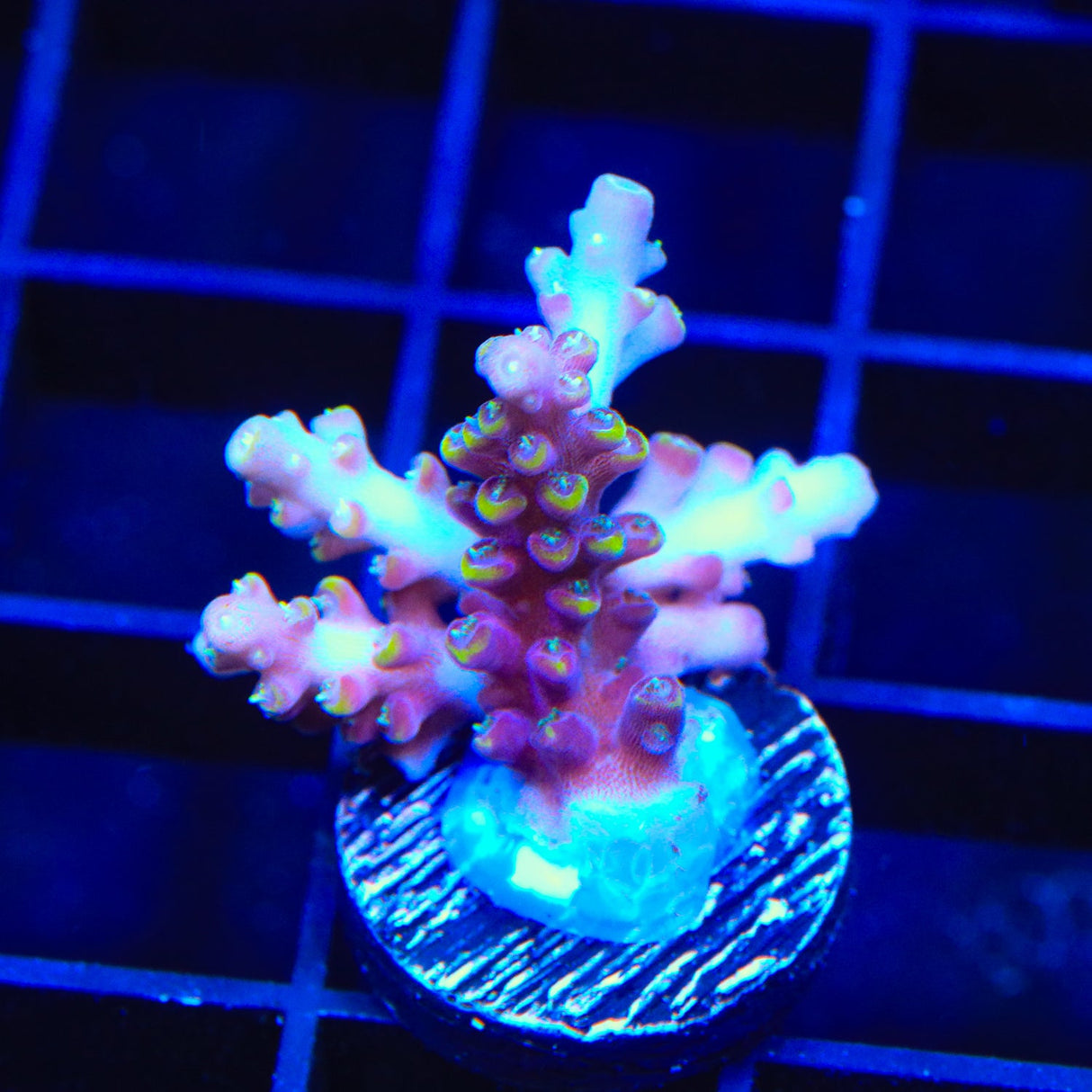 TSA Purple Rain Acropora Coral