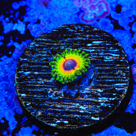 Little Shop of Horrors Zoanthids Coral