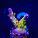 RR Robinhood Acropora Coral