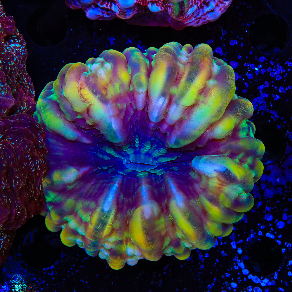 Rainbow Cynarina Coral - Top Shelf Aquatics