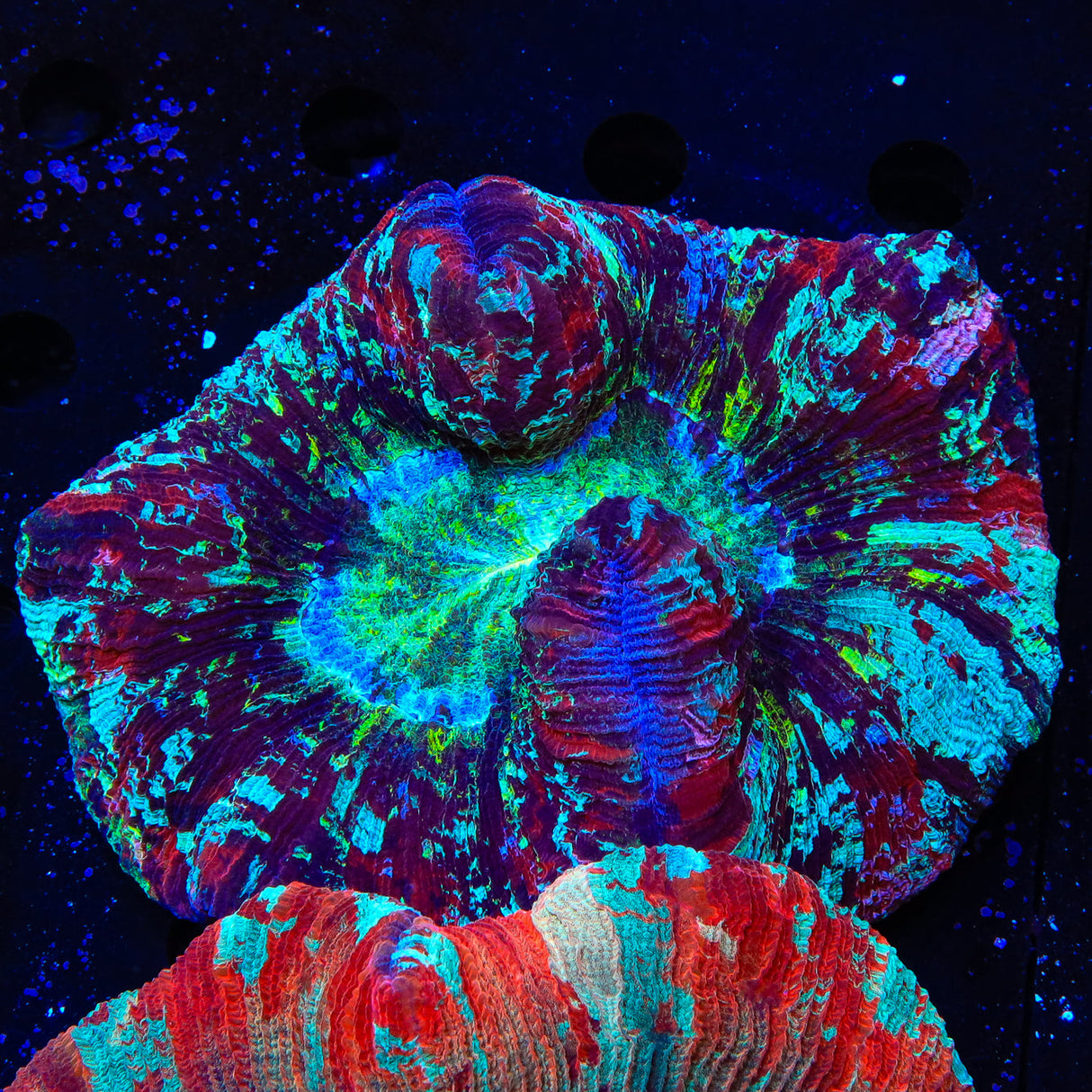 Rainbow Trachyphyllia Coral - Top Shelf Aquatics