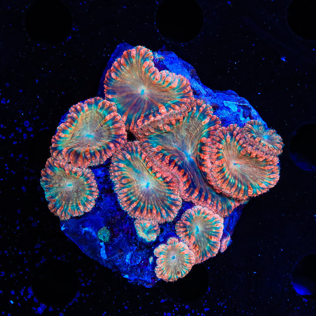 Ultra Blastomussa Colony Coral - Top Shelf Aquatics