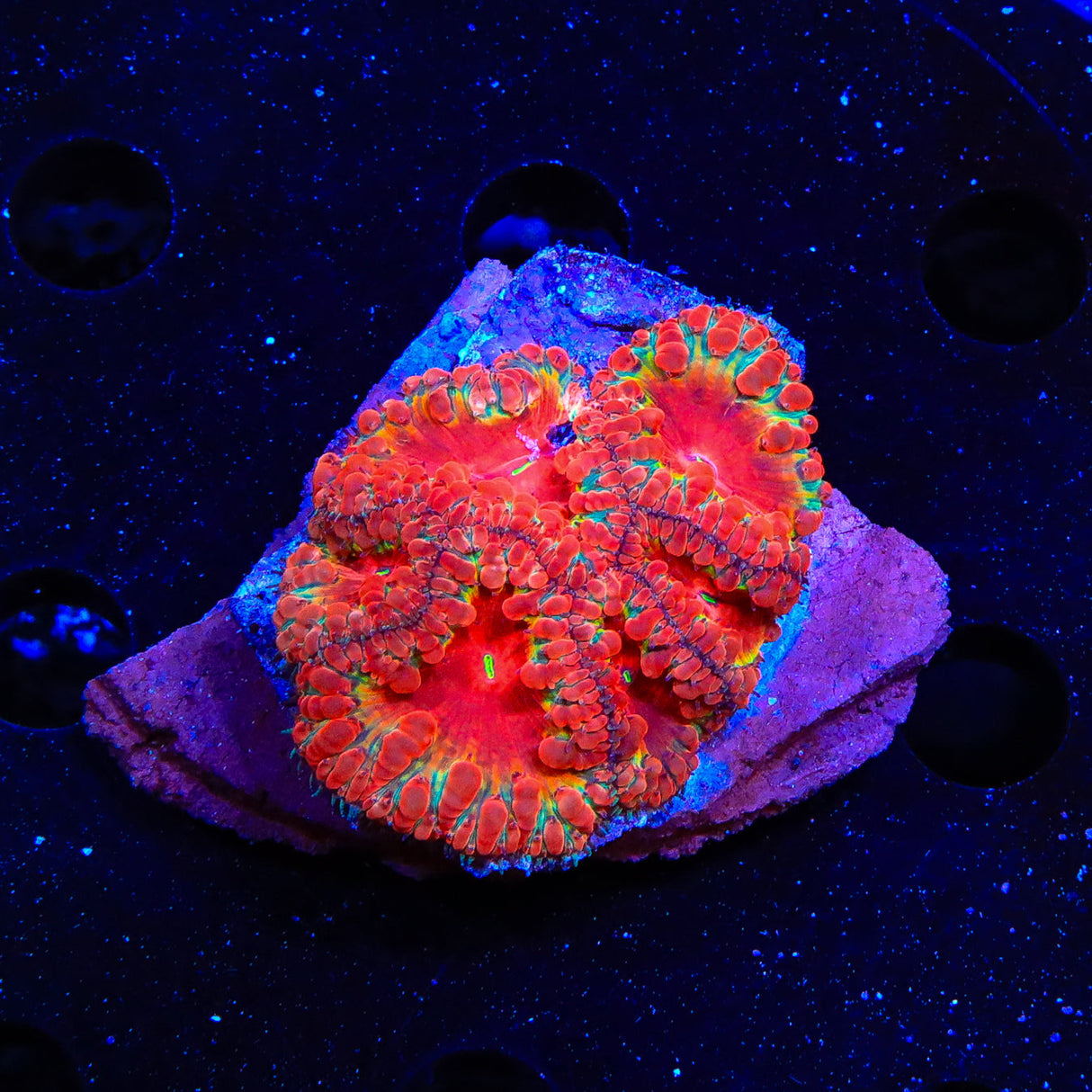 Ultra Blastomussa Colony Coral