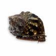 Mexican Turbo Snail - Top Shelf Aquatics