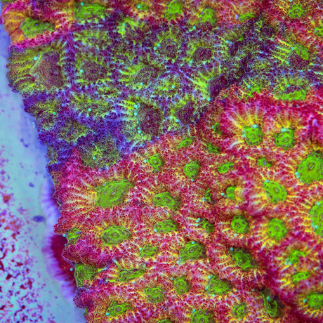 JF Fairy Ring Favia Coral - Top Shelf Aquatics