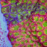 JF Fairy Ring Favia Coral