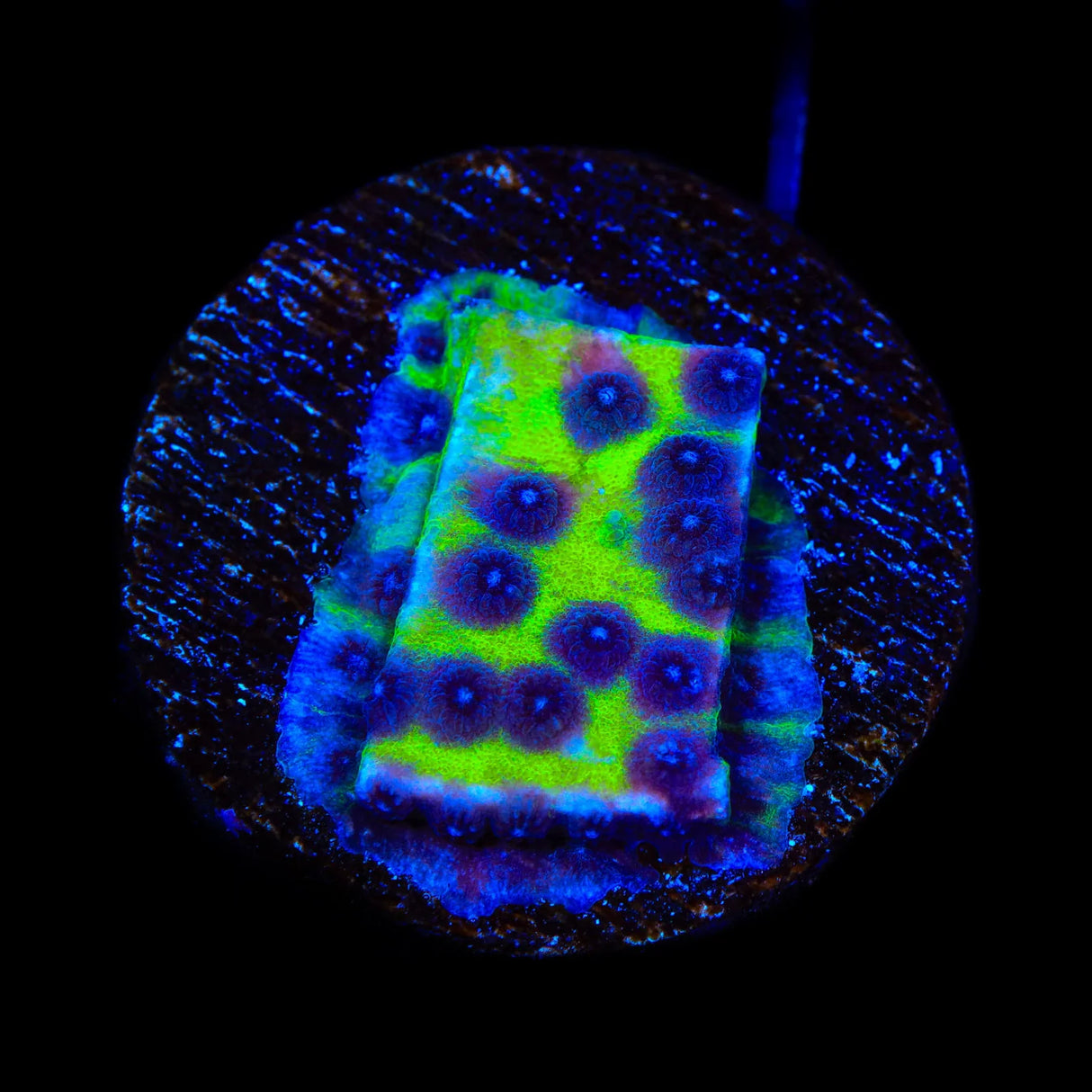 JF PPE Cyphastrea Coral