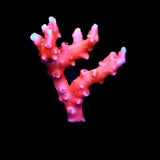 JF TNT Anacropora Coral