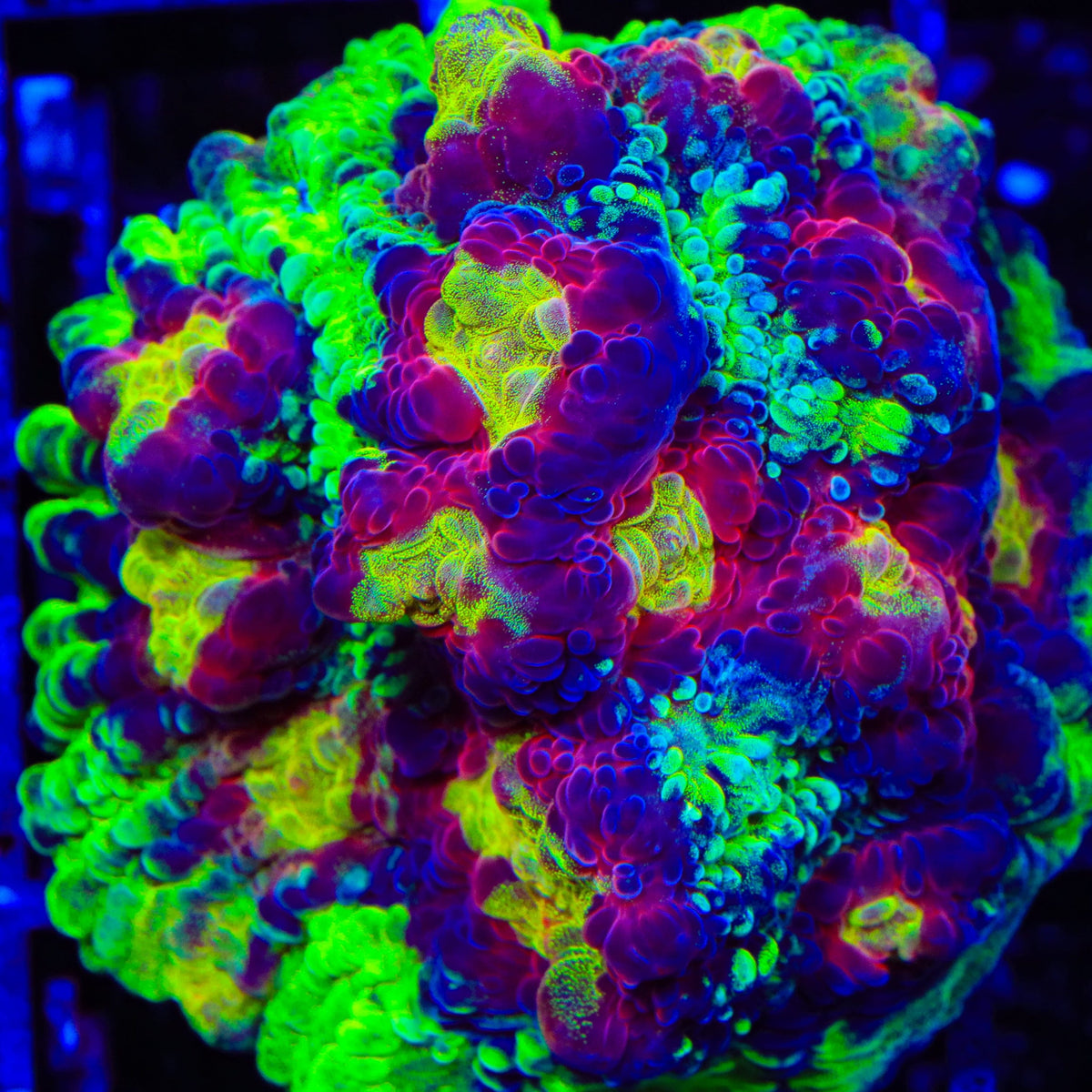 JF Chemical Reaction Chalice Coral - mother colony