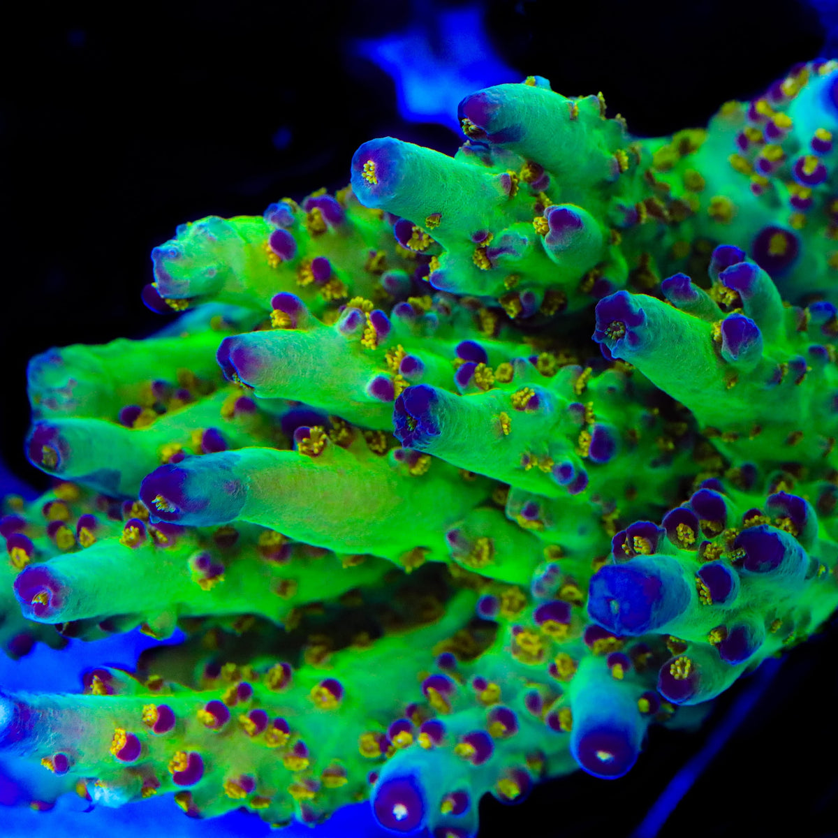 JF Fantasy Island Acropora Coral - mother colony