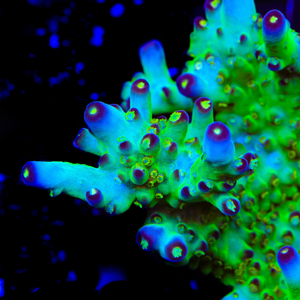 JF Fantasy Island Acropora Coral - mother colony