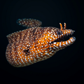 Japanese Dragon Eel