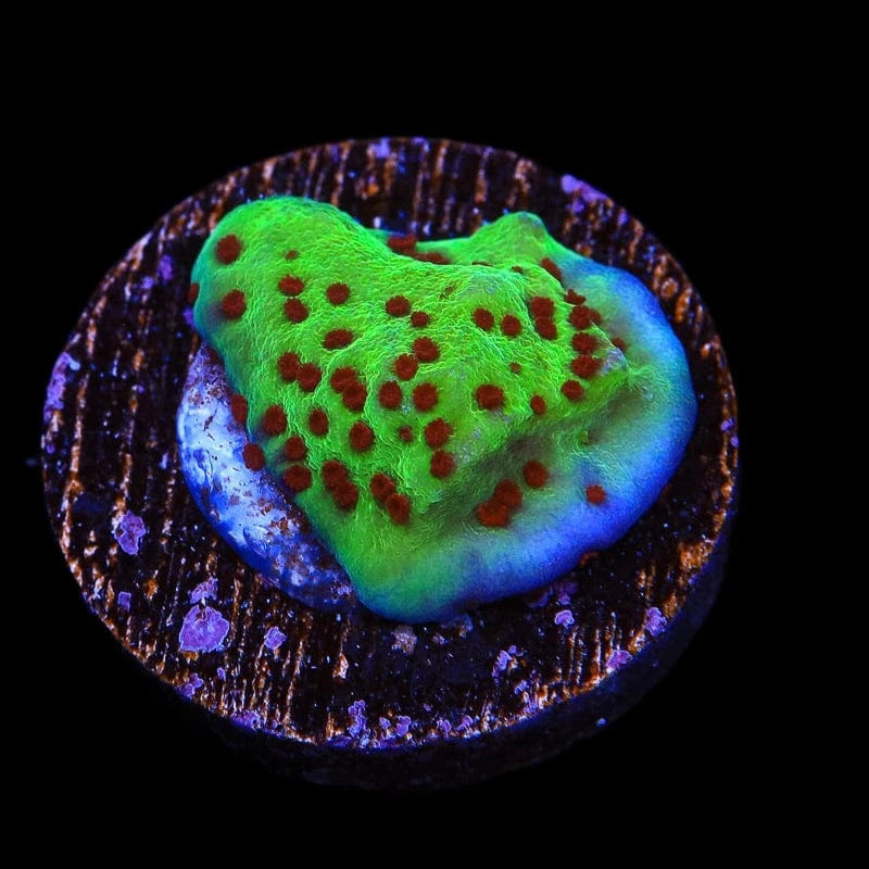 Jedi Mind Trick Montipora Coral coral identification and care guide