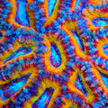 TSA Jellybean Bolt Acan Coral