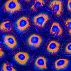 Johnny Pumpkin Seed Zoanthids Coral - mother colony