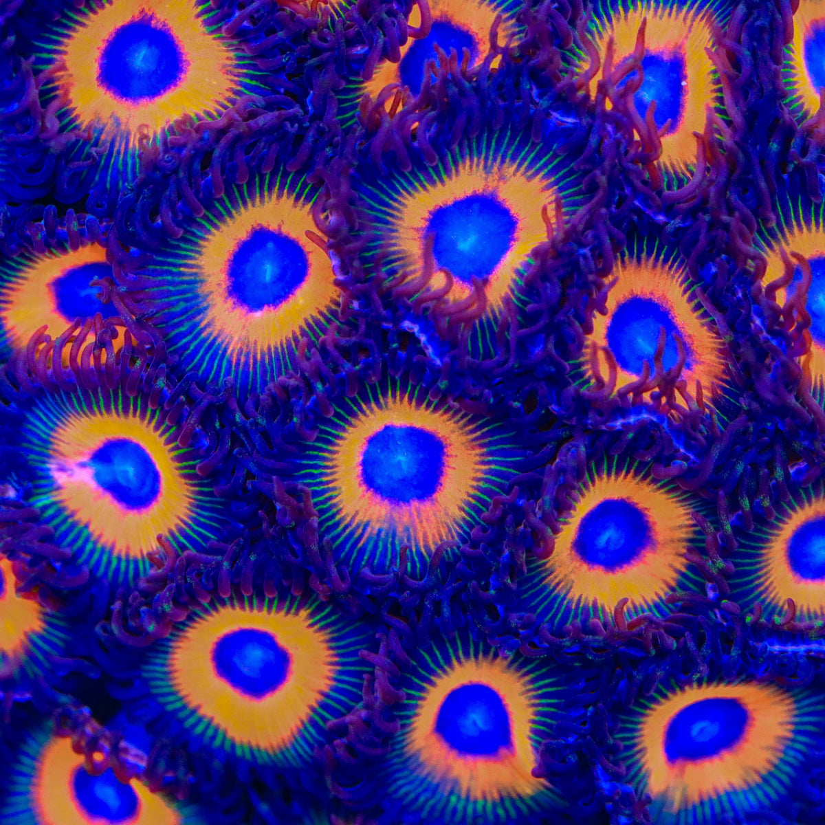 Johnny Pumpkin Seed Zoanthids Coral - mother colony