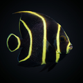French Angelfish - Juvenile - Pomacanthus paru