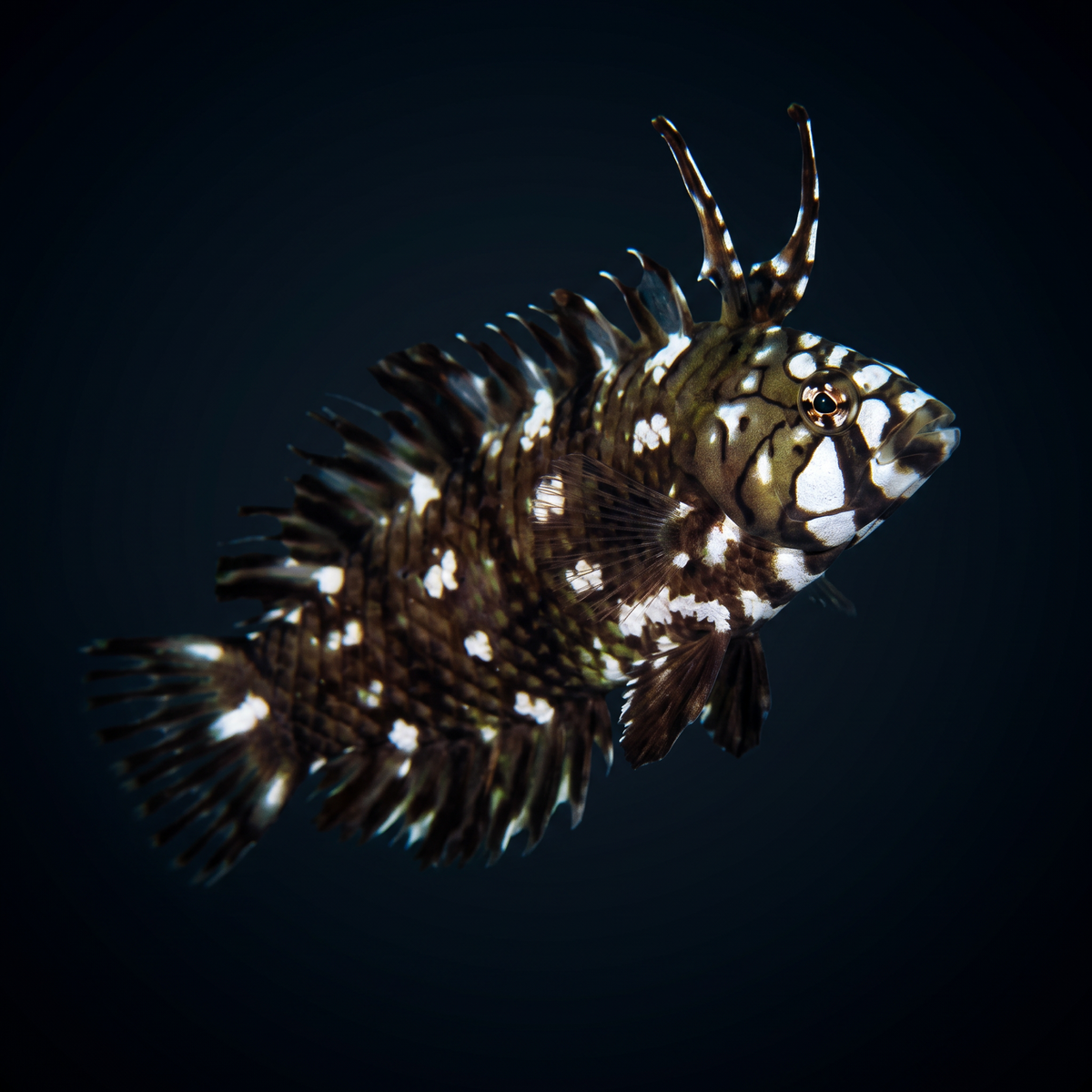 Dragon Wrasse - Juvenile
