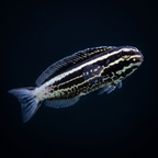 Captive-Bred Kamohara Blenny Fish