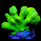 Kelly Green Psammocora Coral