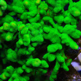 Kelly Green Psammocora Coral