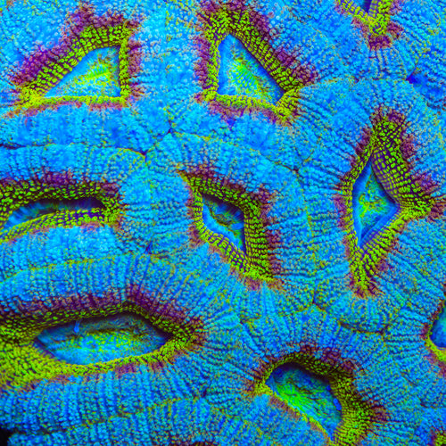 TSA Kiwi Kid Acan Coral
