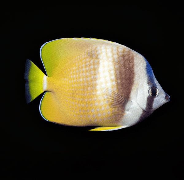 Klein’s Butterflyfish saltwater fish care guide