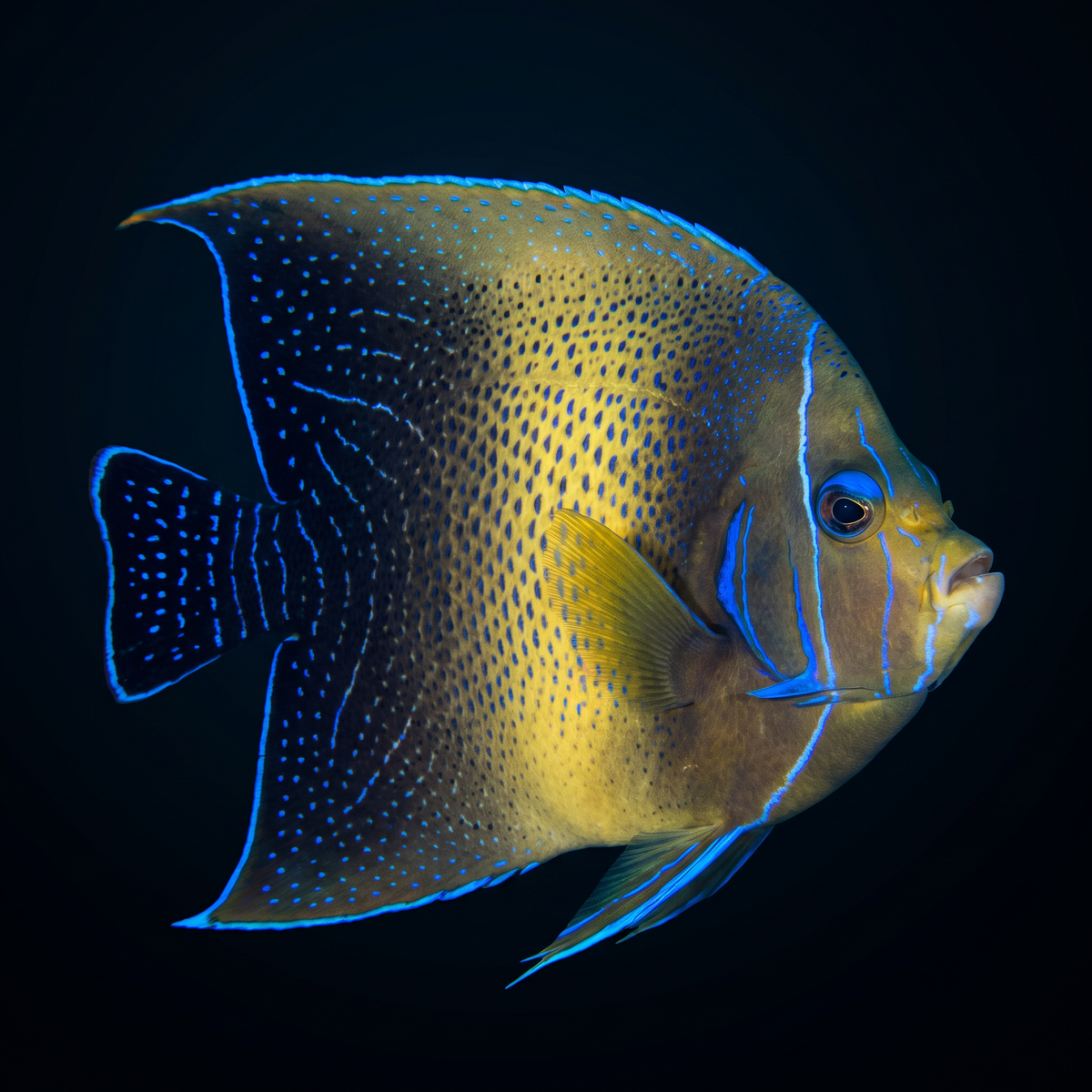 Koran Angelfish saltwater fish care guide