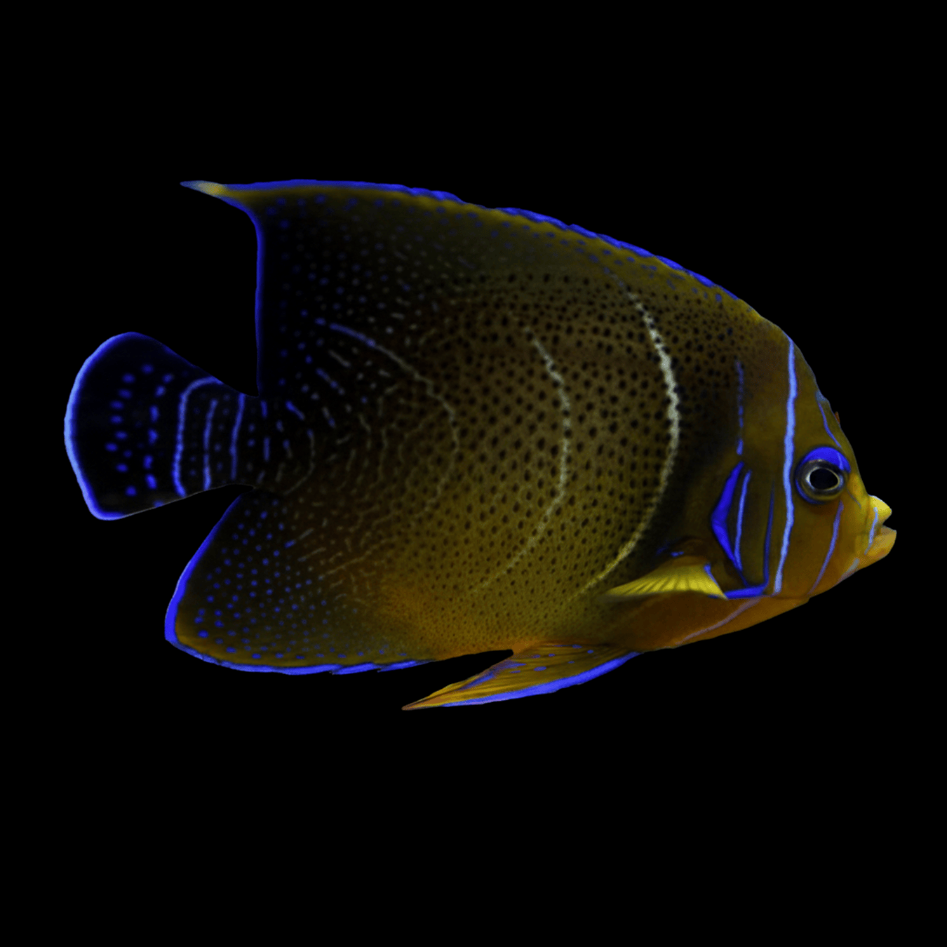 Koran Angelfish