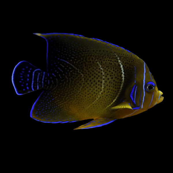 Koran Angelfish saltwater fish care guide