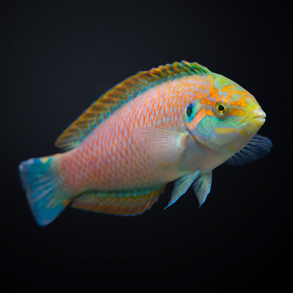 Kuiter's Leopard Wrasse saltwater fish care guide