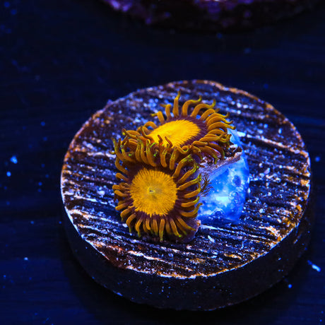 King Midas Zoanthids Coral