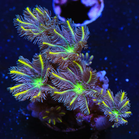 TSA Lemon Laser Clove Polyp Coral