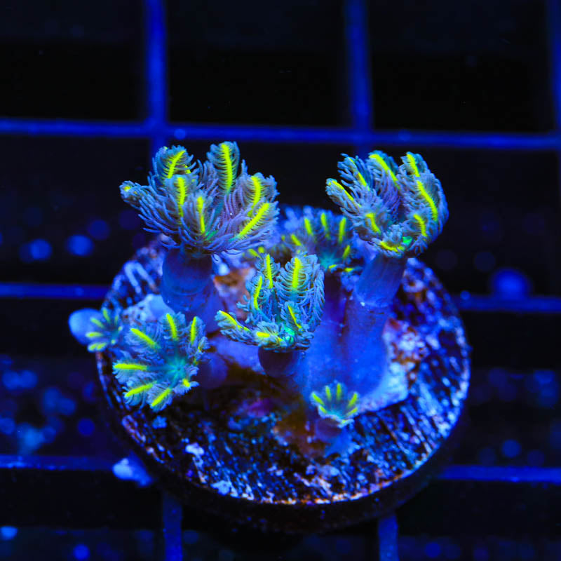 TSA Lemon Laser Clove Polyp Coral