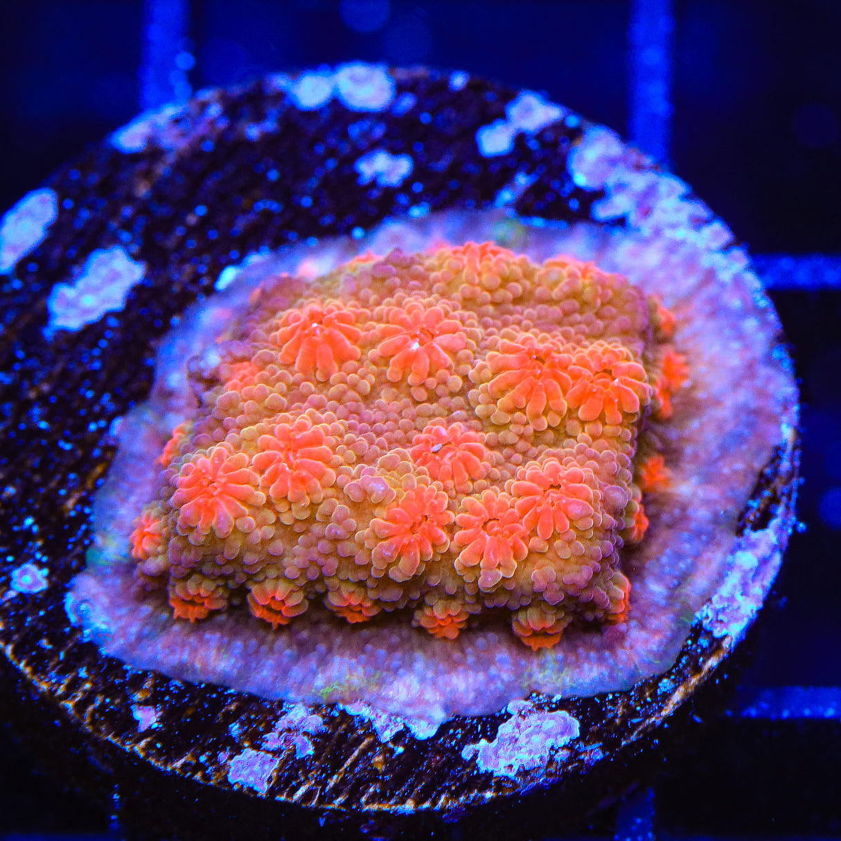 Red Brick Cyphastrea Coral