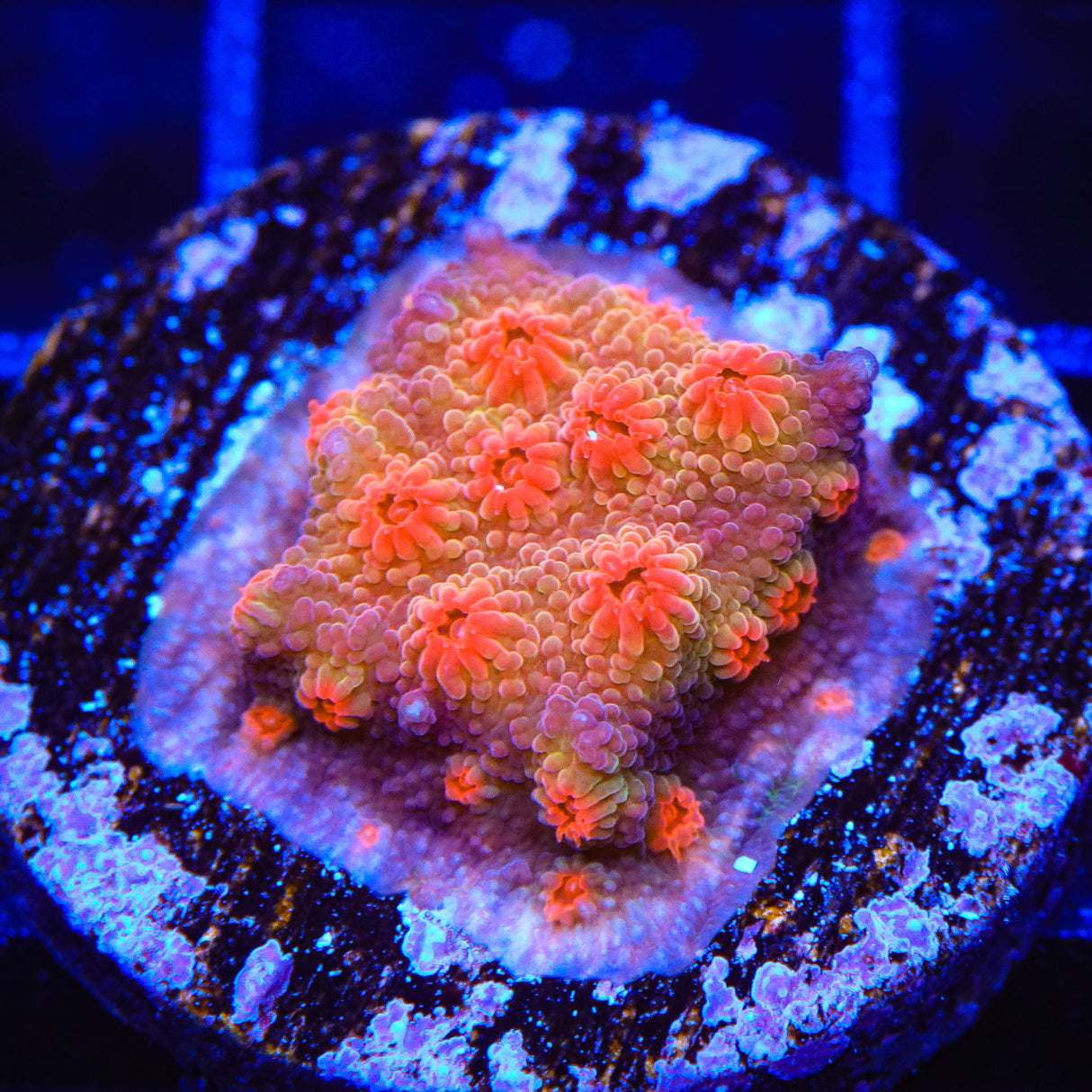 Red Brick Cyphastrea Coral