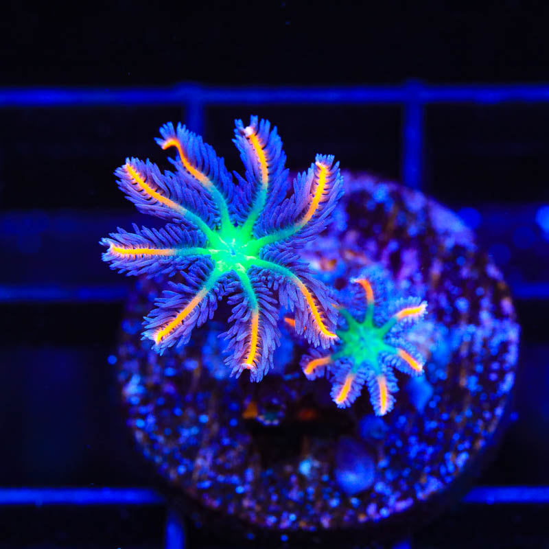 TSA Firework Clove Polyp Coral