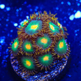 Green Bay Packers Zoanthid Coral