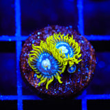 TSA Smurfette Zoanthids Coral - Top Shelf Aquatics
