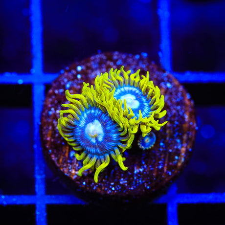 TSA Smurfette Zoanthids Coral