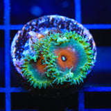 WWC Captain America Palythoa Zoanthids Coral