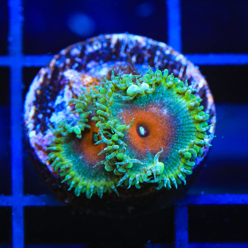 WWC Captain America Palythoa Zoanthids Coral