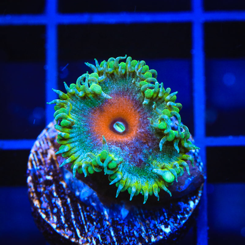 WWC Captain America Palythoa Zoanthids Coral